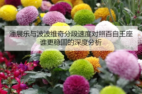 潘展乐与波波维奇分段速度对照百自王座谁更稳固的深度分析