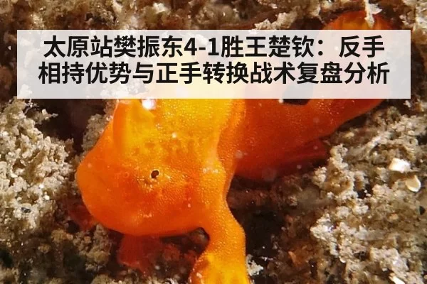 太原站樊振东4-1胜王楚钦:反手相持优势与正手转换战术复盘分析